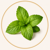 Lemon Balm Extract